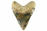 Serrated, Colorful, Fossil Megalodon Tooth - Indonesia #279217-2